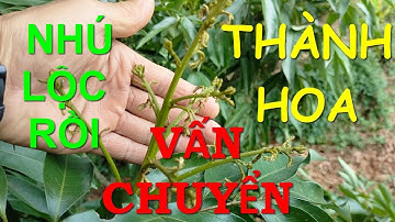 Kỹ thuật chuyển lộc Vải thành hoa Vải của Leo Văn Minh.