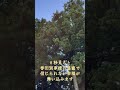✨貴方は誉田別尊様に呼ばれました！※強力な御加護によって次々と幸福が舞い込みます🌈【宮城県栗原市築館城生野地蔵堂八幡神社】本編公開中♪#運気上昇 #スピリチュアル #パワースポット #神様 #遠隔参拝