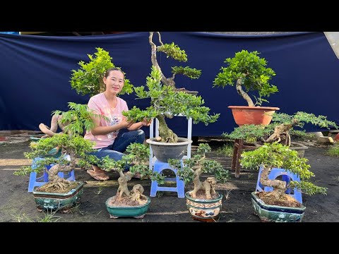 Video Cây cảnh, bonsai nhiều loại | Chào bán 16/9 (0939... - youtube