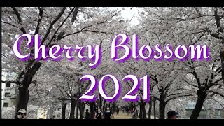 South Korea Cherry Blossom 2021 Inday Kim Pinay