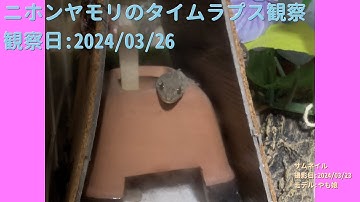 【For Work】 RPi-Cam-Web-Interfaceを使ったテスト（Timelapse） 2024年03月26日