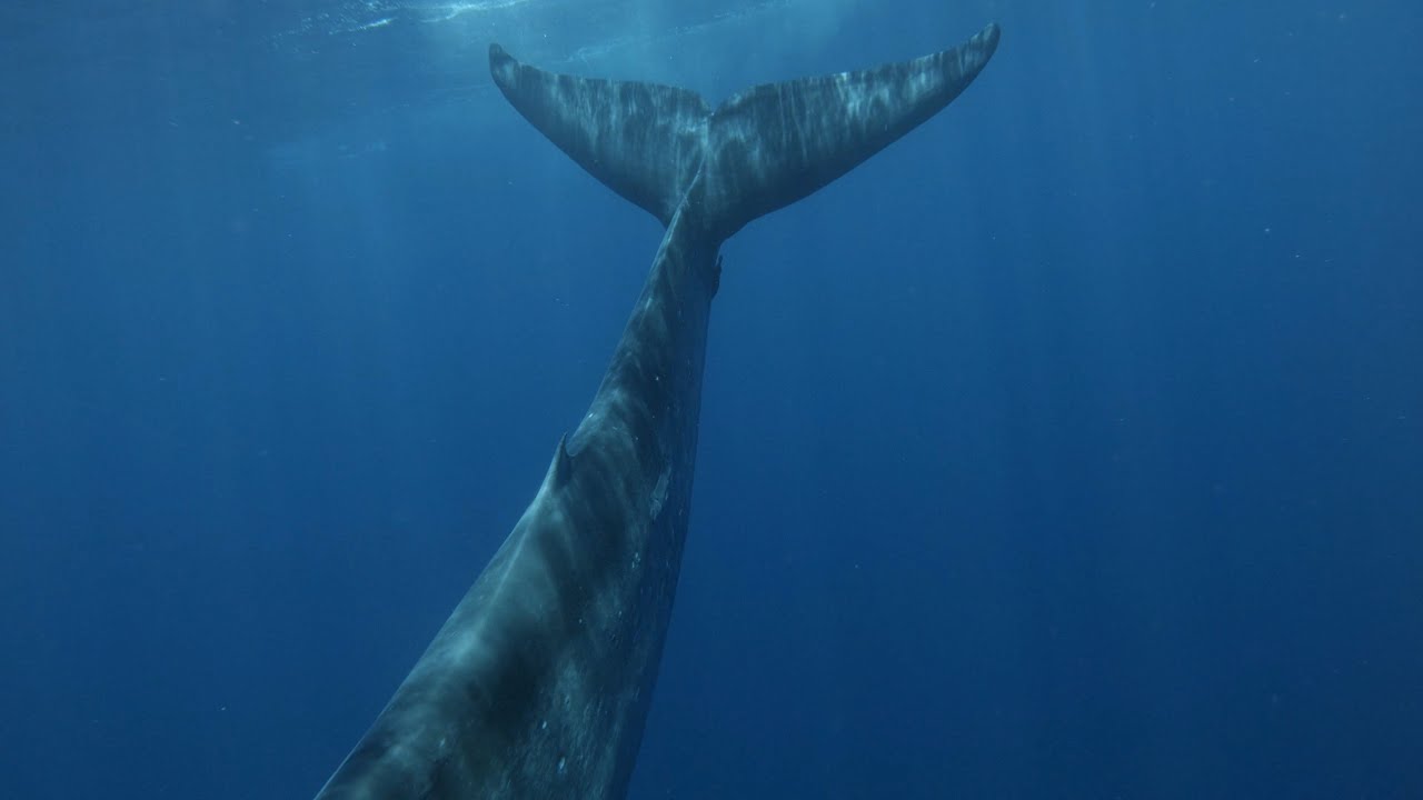 This Is What I Do Sri Lanka Blue Whale Jump Filmed With The GoPro this-is-what-i-do-sri-lanka-blue-whale-jump-filmed-with-the-gopro