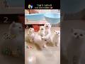 Top 5 Cutest Cats Ever 😻✨ | You Won’t Stop Smiling!