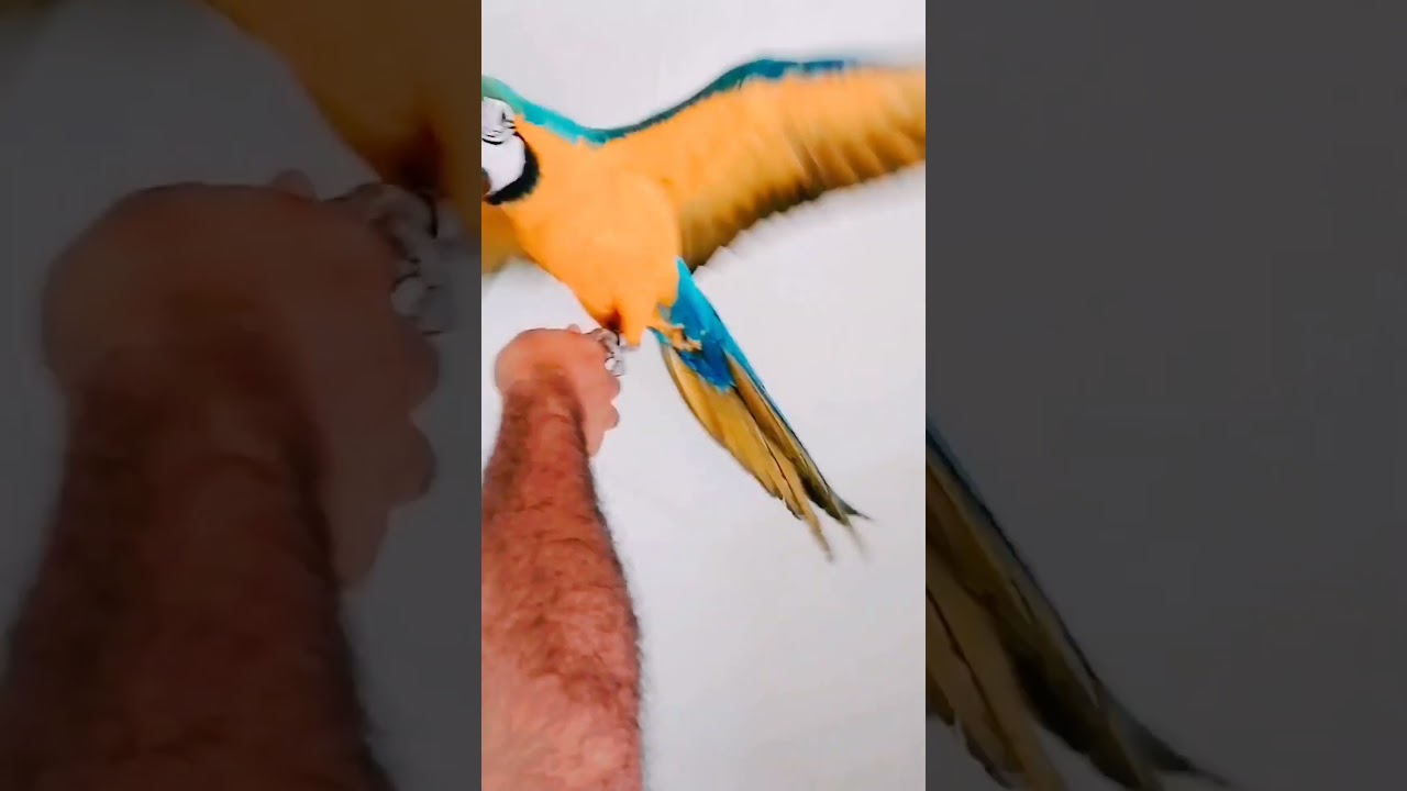 #bird
