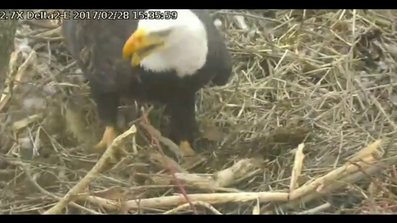 bald eagles in wisconsin Delta2 East view Feb 28, 2017 15:24