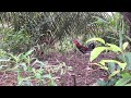 Mikat ayam hutan TAPAU TERCEPAT TAPAU MENIT..