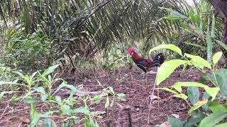 Mikat Ayam Hutan Tapau Tercepat Tapau Menit