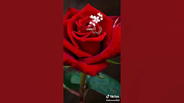 تصميم اسم رباب 