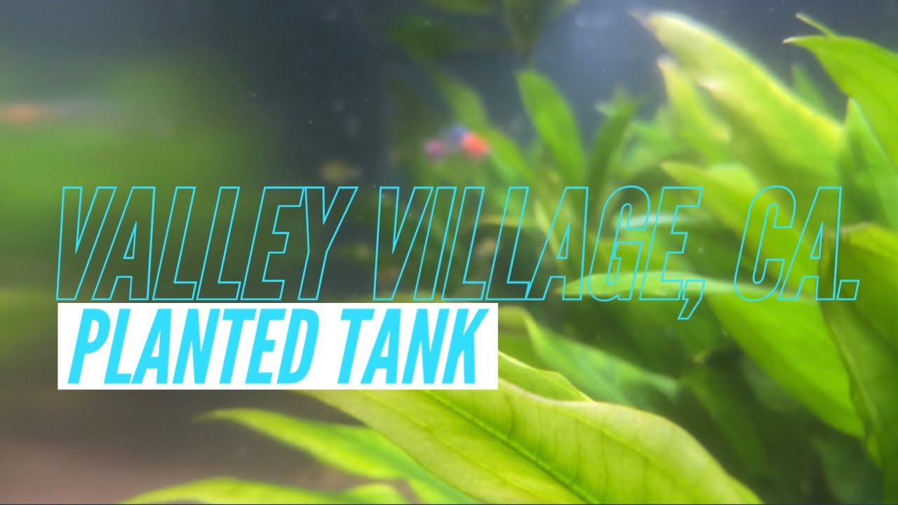 Live Planted Aquarium Cleaning Process Valley Village CLEANING SESSIONS YouTube