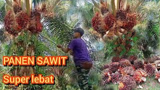 inilah Kerja keseharian ku setiap hari|| Panen Sawit di Malaysia kebun ini buahnya super lebat.