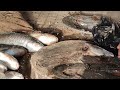 Ultimate Fish Variety Cutting | Tilapia, Carp, Mackerel | Corte Perfecto #youtubeshorts 