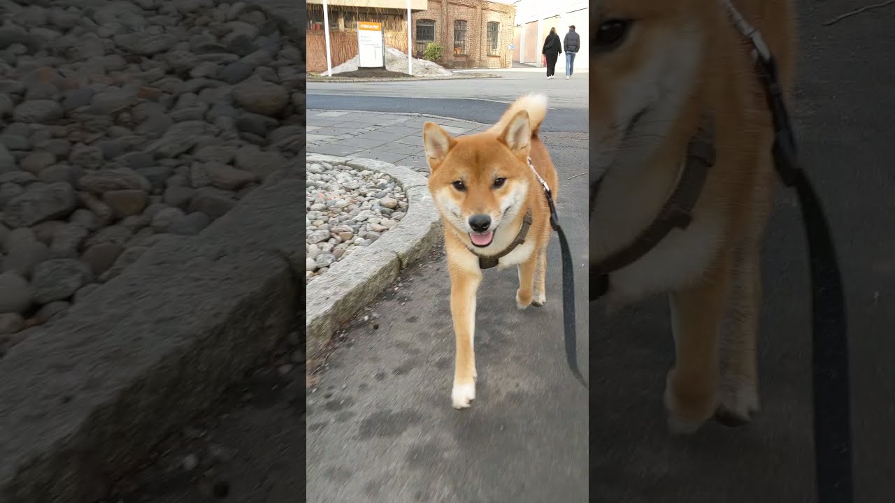 Storm The Shiba