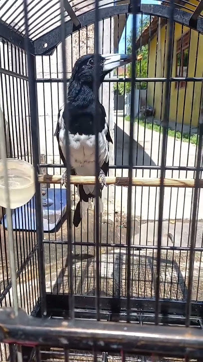 Jagal papua jinak gacor memanggil lawan