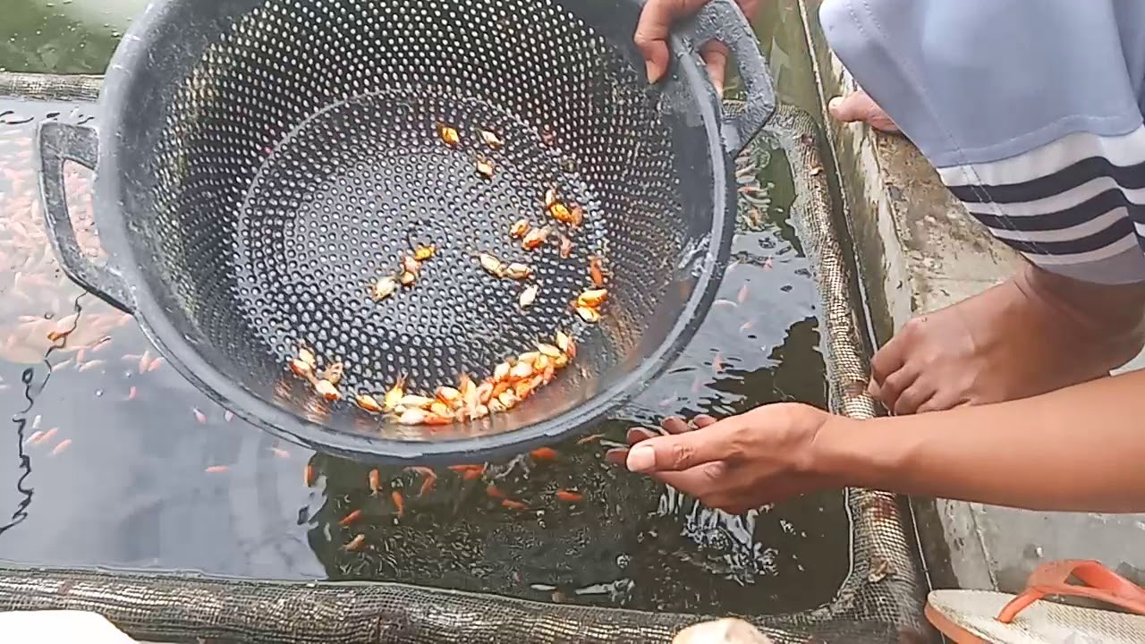 Cara Menyeleksi Anakan Ikan Koi Unggulan untuk Pemula Cara Menyeleksi Anakan Ikan Koi Unggulan untuk Pemula