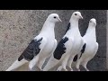 Можно ли заработать на голубей?
