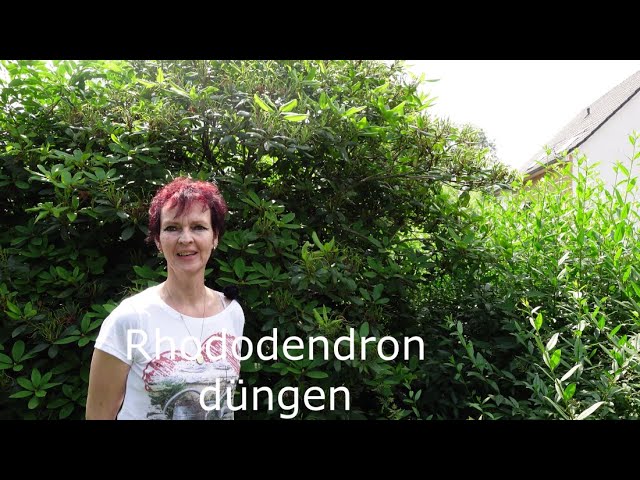 Rhododendron dngen - so gehts!