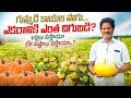#viralvideo గుమ్మడి కాయల సాగు! లాభాలు ఎలా ఉంటాయో -నష్టాలు అలా ఉంటాయా అంట!!#agriculture #trending