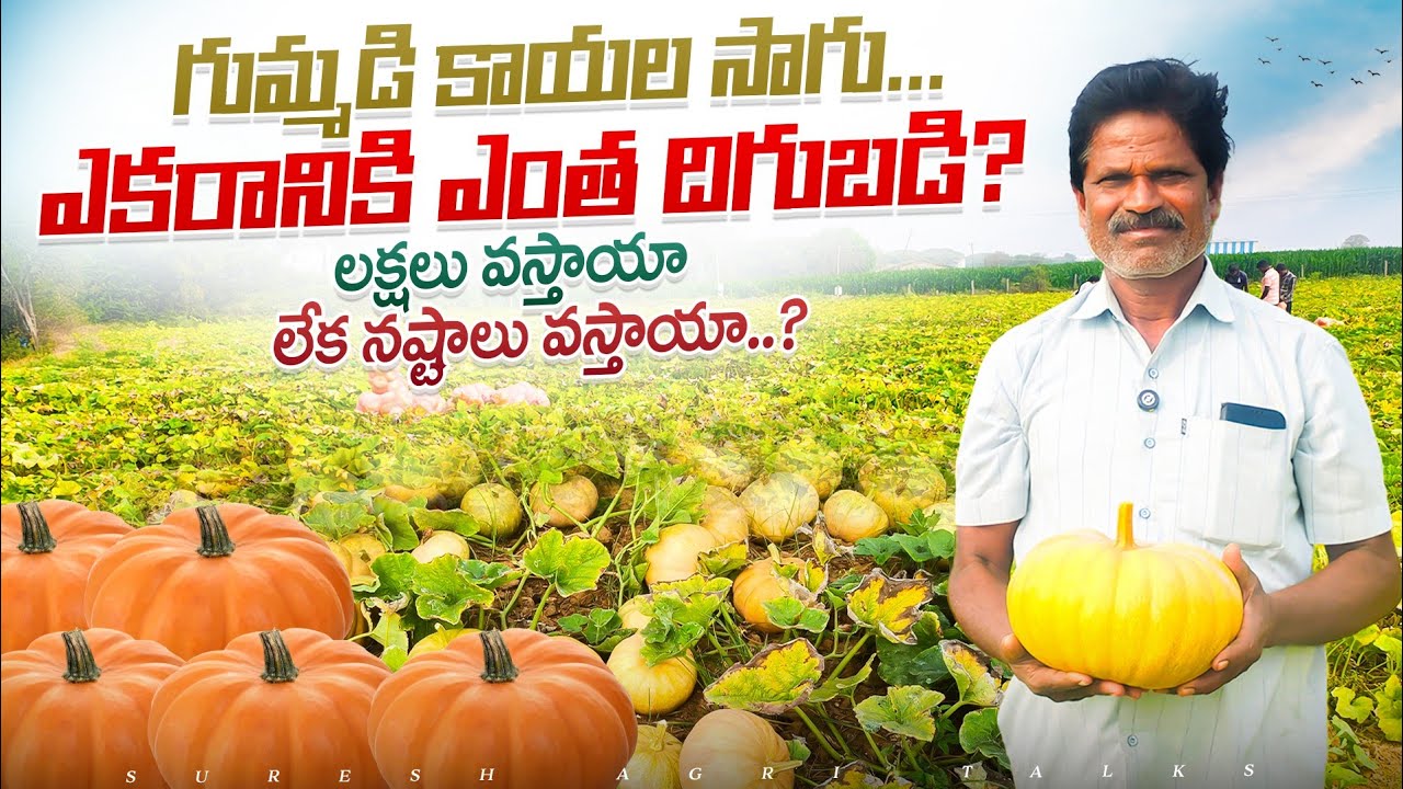 #viralvideo  గుమ్మడి కాయల సాగు! లాభాలు ఎలా ఉంటాయో -నష్టాలు అలా ఉంటాయా అంట!!#agriculture #trending 