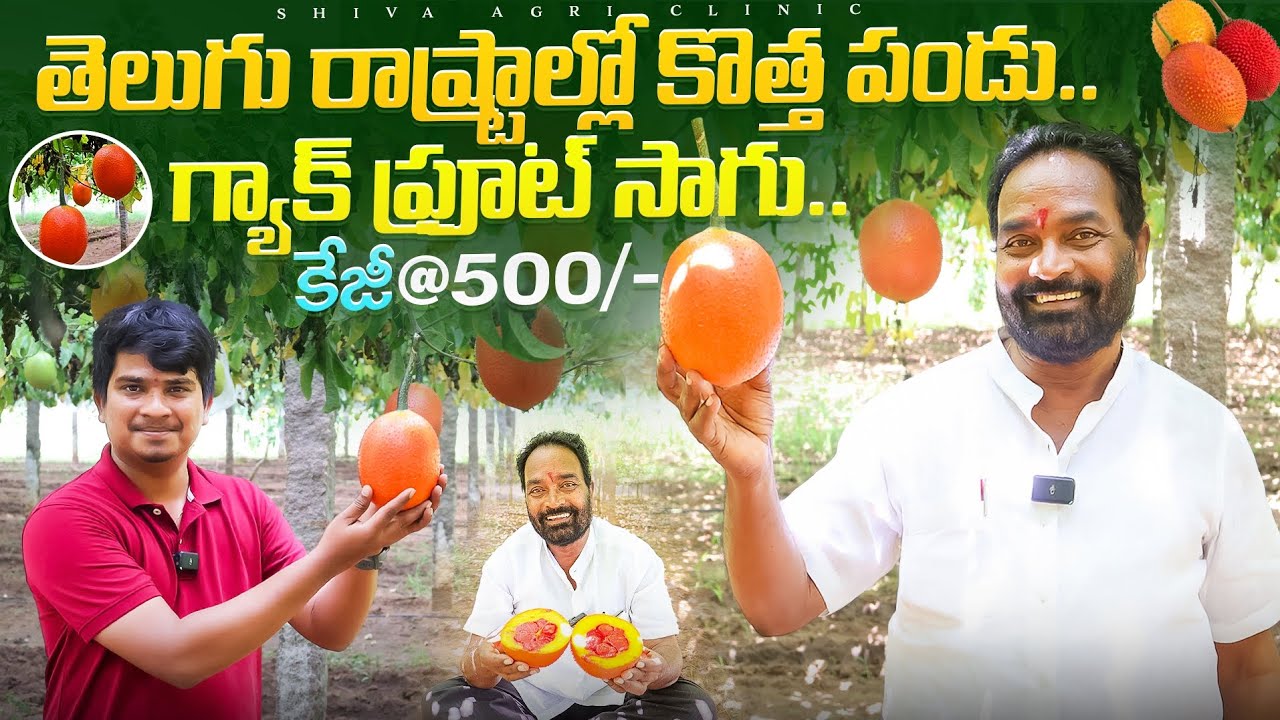 తెలుగు రాష్ట్రాల్లో గ్యాక్ ఫ్రూట్ సాగు| GAC Fruit Farming In Telugu | Shiva Agri Clinic