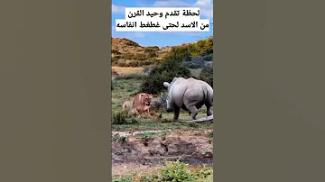لحظة اقتراب وحيد القرن من الاسد لحتى غطغط الاسد وخرج انفاسه من اليتيوب الربح 