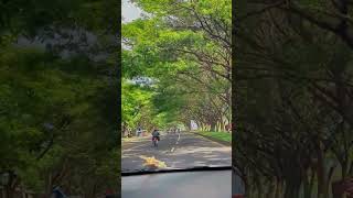 Stunning Bali Drive under a tree canopy #bali #stunningdrives #islandofthegods