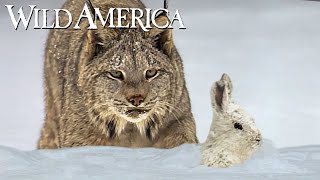 Wild America | S9 E4 North Woods Lynx | Full Episode HD