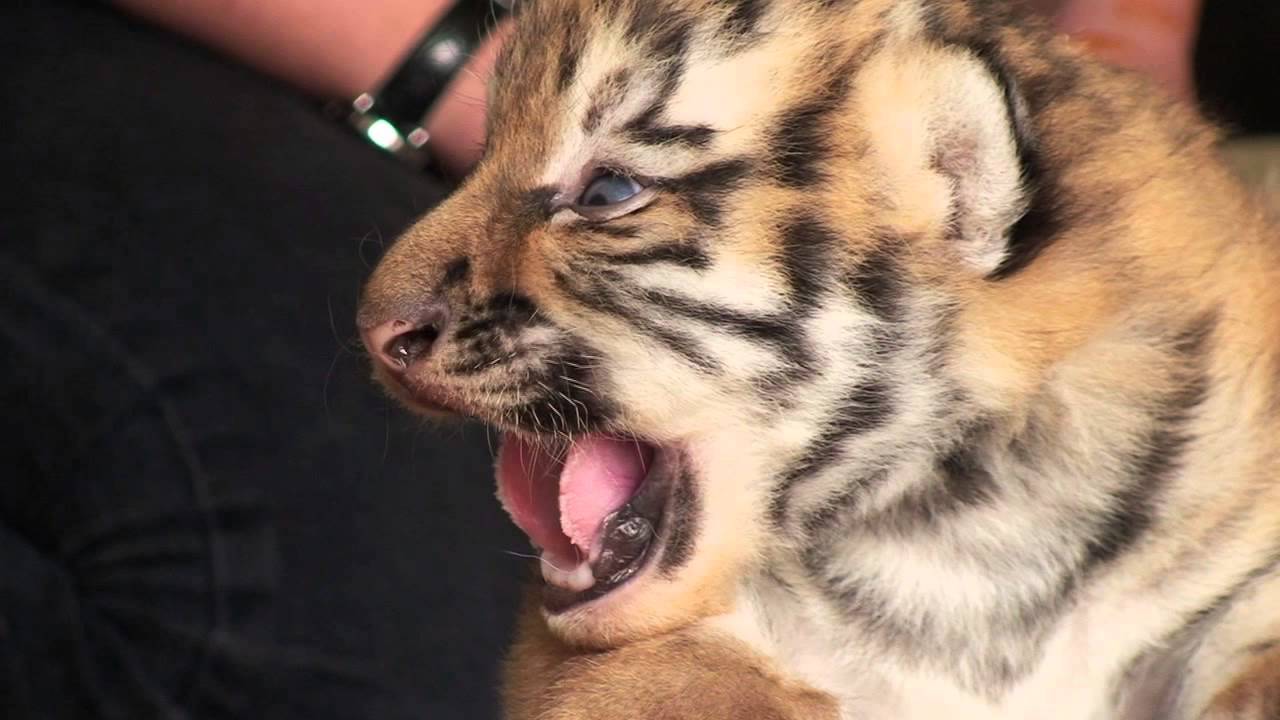 giraffes volleyball championship 2016 Yorkshire Wildlife Park - Tiger Cubs - First Vet Visit