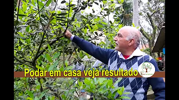 O que passar depois da poda de árvore?