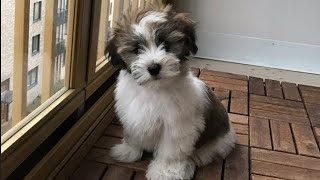 Puppy's first days in new home, part 2