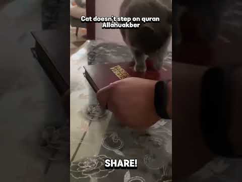 CATS KNOW THEIR CREATOR BETTER THAN MOST MUSLIMS Religion 