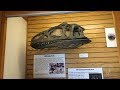 Montanadakotas state office gets new dino exhibit in lobby