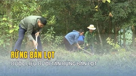 Dược liệu dưới tán rừng Bản Lọt | THLC