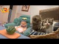 funny dogs and cats videos 202 | funny videos try not to laugh | funny animal video, funny cat