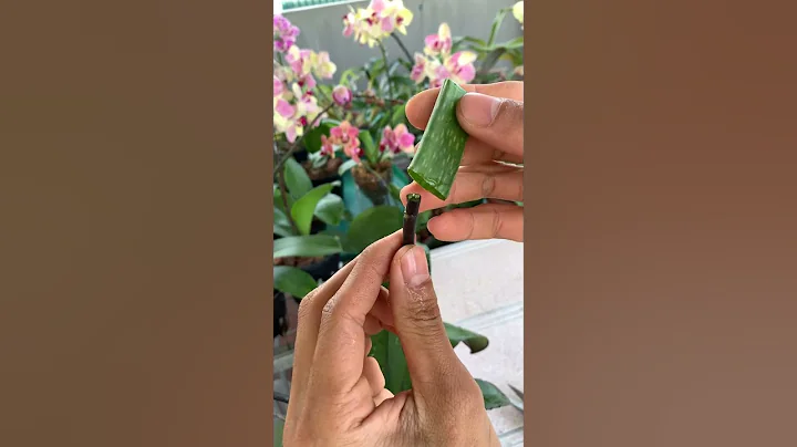 Phalaenopsis orchid cuttings from flower branches - DayDayNews