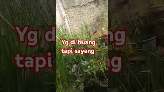 sebelum di editing #musik #music #petani #cover #lucu