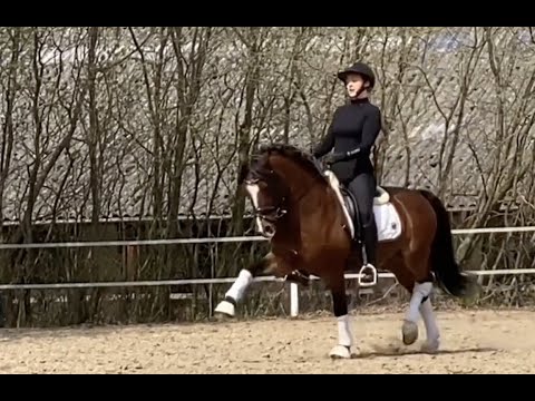 FEI top dressage pony for sale