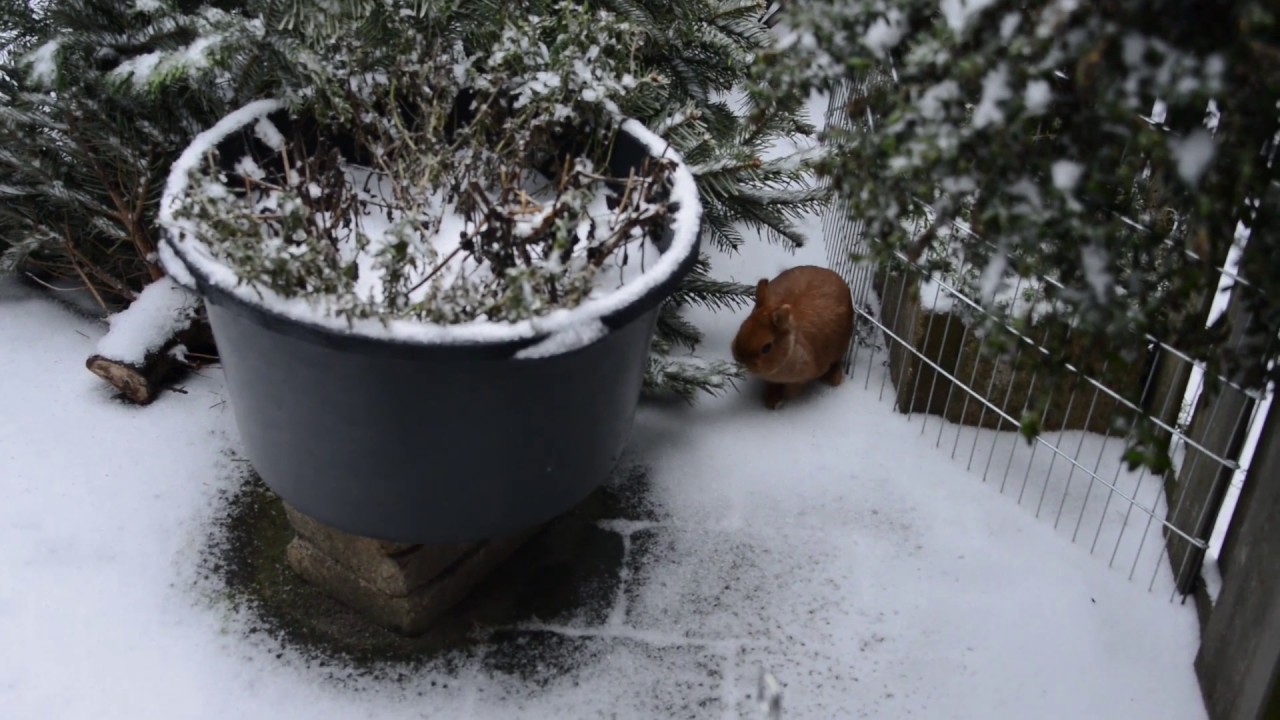 video editing software free Konijnen Orry en Naranja in de witte wereld