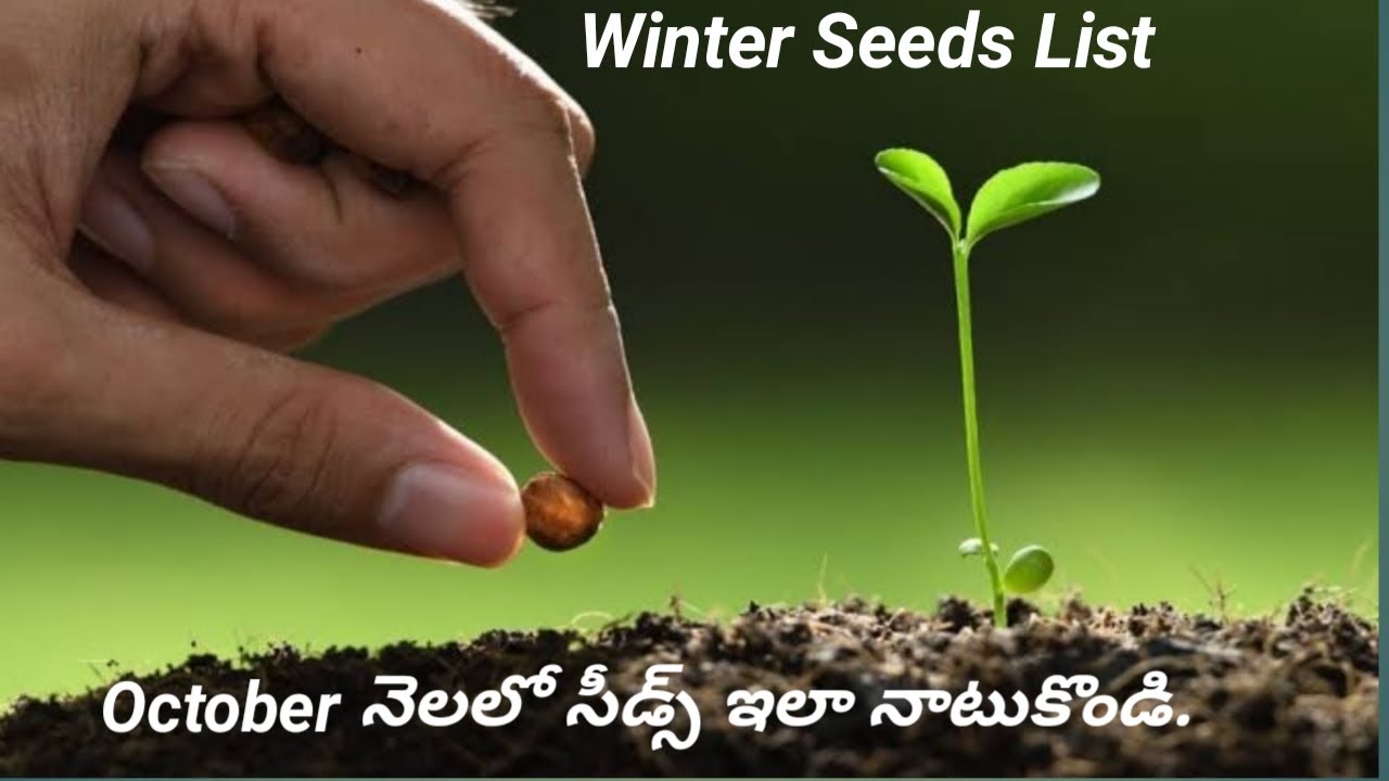 Winter season best seeds list/when to start winter seeds at home/how to