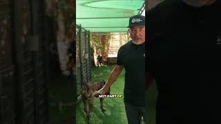 A Huge Cane Corso Learns Patience | Life at the Ranch