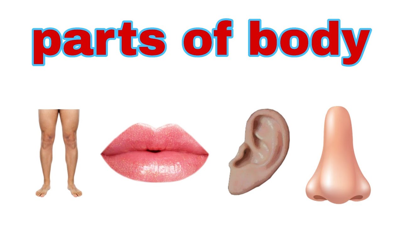 Learn Parts Of Body Name In English Parts Of Body Name With Spelling learn-parts-of-body-name-in-english-parts-of-body-name-with-spelling