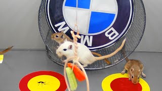 mouse hamster jerry wheel bmw by mouse channel 74 views 1 month ago 9 hours, 59 minutes