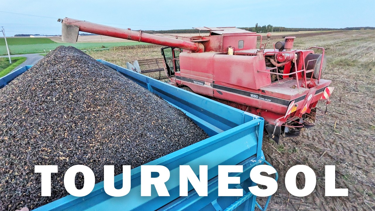 La moisson du tournesol qui n'en finit pas - 2024