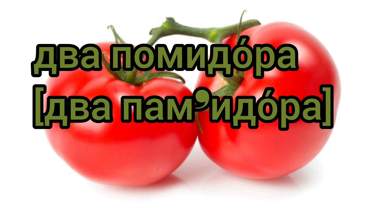 Несколько помидор или помидоров. Помидоры двойная жизнь колобка. Томат или помидор как правильно