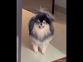 Yeontan vs trend  part1 bts funny shortsbts hindi dubbingbts funny shorts poojabts