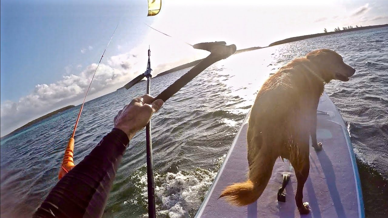 KITEBOARDING DOG!!