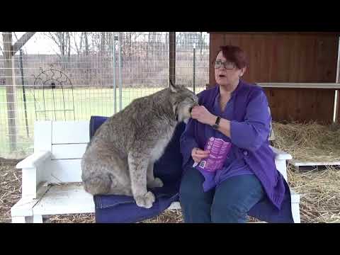 Max Canada Lynx - Reflections of 2021