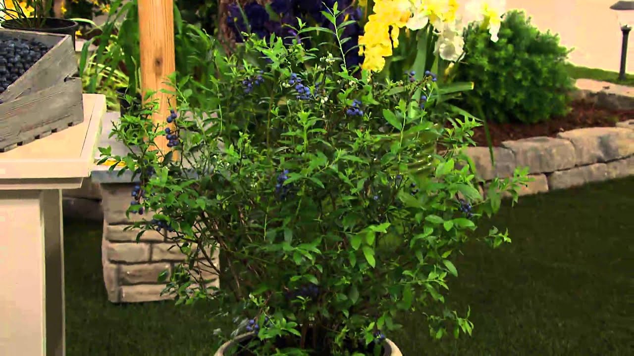 Cottage Farms Bountiful Harvests Chandler Blueberry Duo With