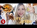 Japan travel vlog  homestay local foods akita dogs
