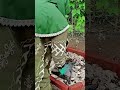 Don’t Throw Away Kitchen Scraps! 🍌🥥 FREE Soil Gold #Shorts