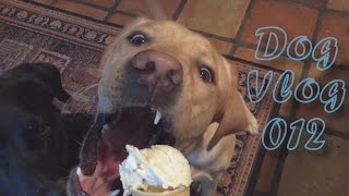 Dog Eating Ice Cream in Slow Motion by Sam Gosiewski 8,169 views 8 years ago 3 minutes, 52 seconds